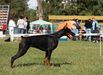 CACIB/CAC Anubis