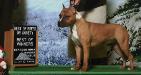 AKC PNT'D GrinNation Noble Vortex Victorious