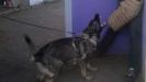 Quenna Real K-9
