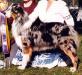 HOF CH Aristocrat's Once Ina Blue Moon