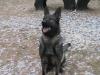 West Mountain's Zeus From Leatherneck