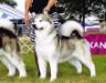 GCH CH Poker Flat's Call Of the Wild Wind