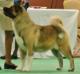 AKC CH Celebre's Aurora Of Regalia