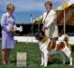 AKC GCH Subarashii's He's Bone-A-Fide