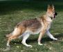 Royalair's-Angelics' Hazel Wolf