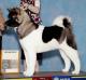 AKC CH Travistock Tears In Heaven