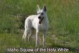 CH Idaho Squaw of the Holy White