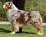 AKC Ch./ASCA Ch. Ivory Isles Meets The Criteria