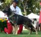 Aramis of k-9 tt