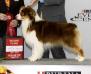 GCH CH Rosemere Fat Cat At Bayshore