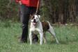 NKC  Champion Buckner's Hawk of Konfederate Kennels