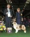 AKC GCHS CopperRidge's Sugar N Spice