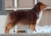 AKC GCH/ASCA Mjr Ptd Bayouland's All About Gumbo