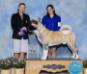 AKC CH Spa City's Good Will Hunting