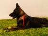 Tristan Real K-9