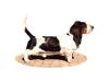 NewDown Bassets Santorine De Luca