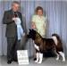 AKC/CAN CH Alder's Just Cause