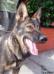 Coatzin of k-9 tt