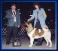 AKC CH Ryerson Born In The USA