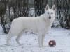  Egeborg's White Dingo