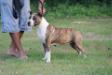 JCAC Madinina Dog Show 2014 Thunder Bully Penny