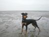 Ria's Sommerwind's Eylin