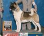 AKC GCH Dem-Be's Xtreme Go With The Flo Cato