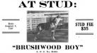 CH Brushwood Boy