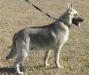 Halo's Bullet Von Rin Tin Tin