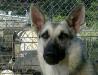 Halo's Millie Von Rin Tin Tin