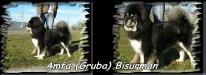 Amfa Bisurman