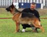 Vox Vardar Wolf