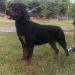 RJCH Chelsea von Hause Navradi