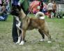 PL JCH Kitsune Comanche Chief