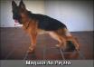 Maguila do Pejato