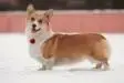 JRUS CH, RUS CH, CAC Snow Stail Kiss Of Destini