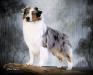 AKC/ASCA/CKC BISS GC Zoolo's Just Under The Radar