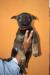 Shadow's Kennels Jungle-Jack a.k.a. Jung