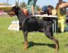 INTCH Born to be mine Altobello