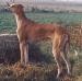 Speedy (1992) LOF 10 LEV000470/000122