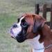 WW18,INCH,MCH,JAHRESJUGENDSIEGER,ANW.DT.Jgd.Ch,Amst Win,JCH Capo Di Tutti Capi Bouncyparade