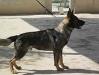 Dario Real K-9