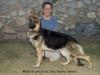 AKC CHAMPION POINTED Tidmores Rising Star Terra