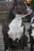  Wayjay little miss sheba