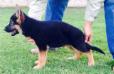 Moby Real K-9