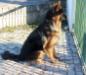 Sasko do Principe Real