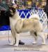 AKC GCH Torazo's Gemstone