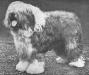 Colin (of Gayton)