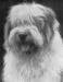 Old Bill (1919)