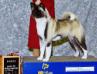 AKC CH Regalia's Sterling Re-Action